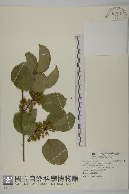 大葉南蛇藤藏品圖，第1張