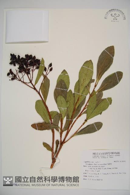 珊瑚樹藏品圖，第1張