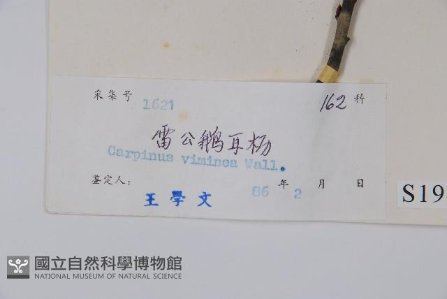 雷公鵝耳櫪藏品圖，第2張