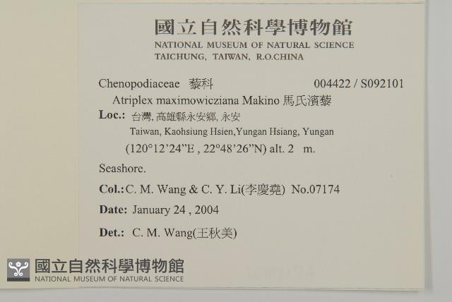 馬氏濱藜藏品圖，第2張