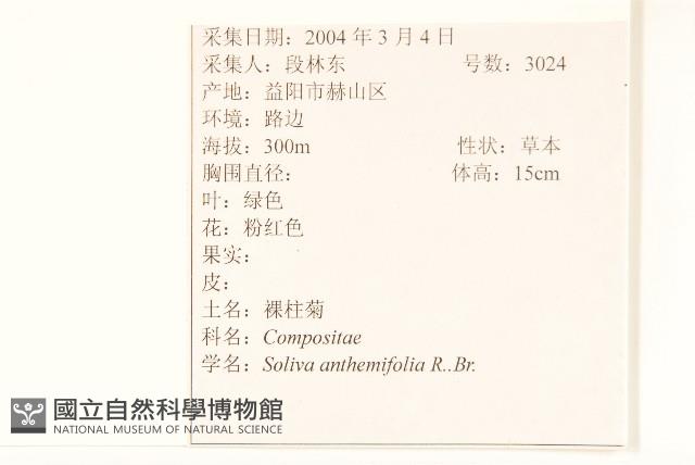 假吐金菊藏品圖，第2張