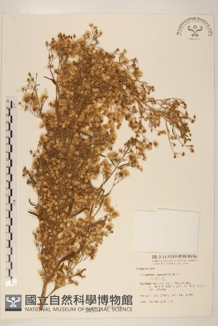 加拿大蓬藏品圖，第1張