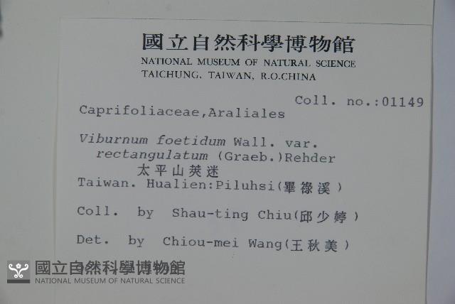 狹葉莢迷藏品圖，第2張