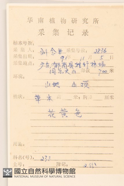 鼠麴草藏品圖，第2張