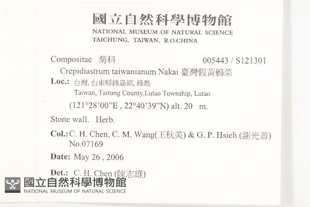 臺灣假黃鵪菜藏品圖，第2張