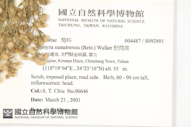 野茼蒿藏品圖，第2張