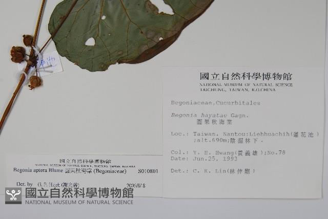 圓果秋海棠藏品圖，第2張