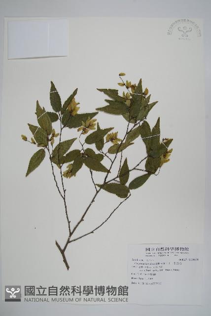 阿里山千金榆藏品圖，第1張