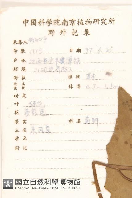 山萵苣藏品圖，第2張