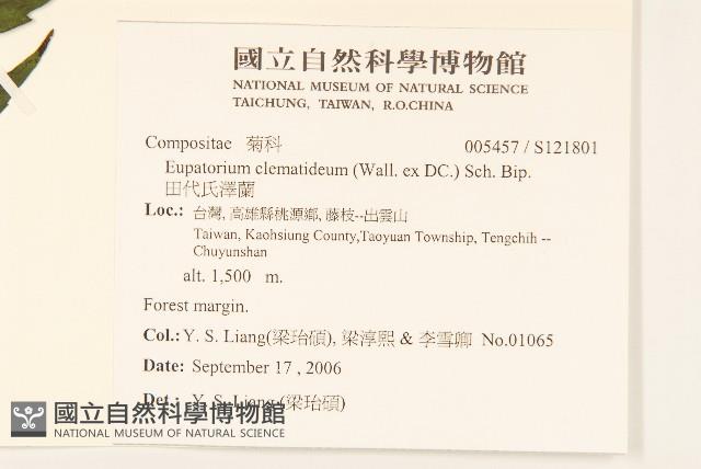 田代氏澤蘭藏品圖，第2張