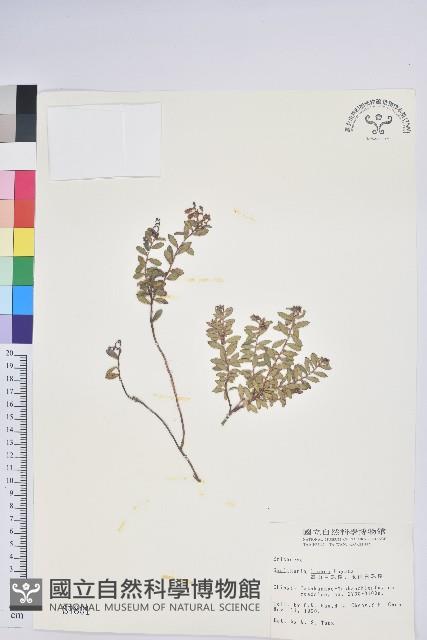 高山白珠樹藏品圖，第1張