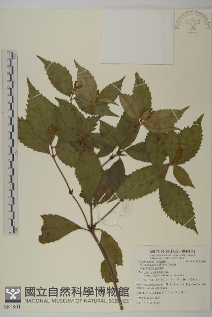 草珊瑚、紅果金粟蘭藏品圖，第1張