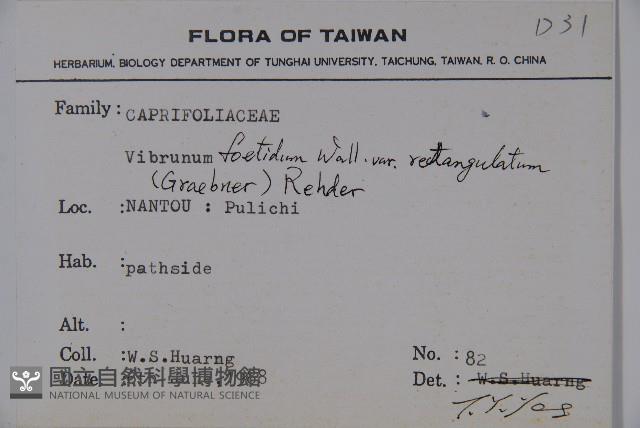 狹葉莢迷藏品圖，第2張