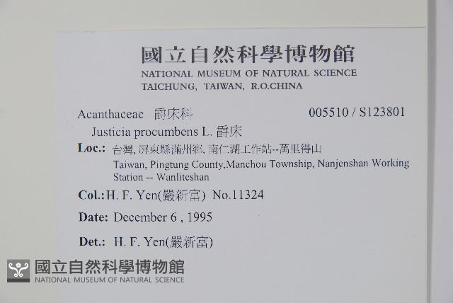 爵床藏品圖，第2張