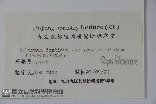 狹葉莢迷藏品圖，第2張