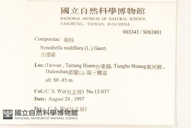 金腰箭藏品圖，第2張