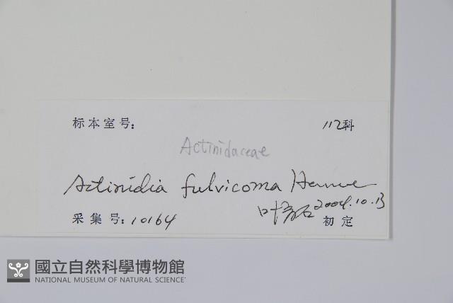 棕毛獼猴桃藏品圖，第2張