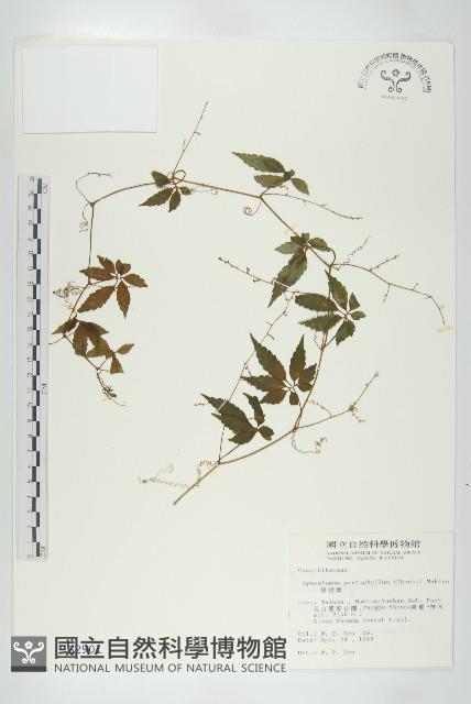 絞股藍藏品圖，第1張