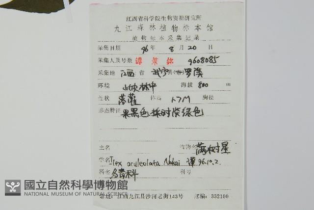 鼠李冬青、滿樹星藏品圖，第2張