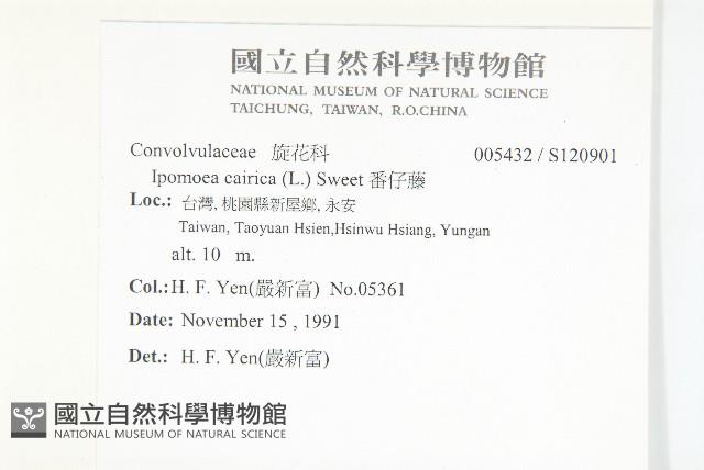 番仔藤藏品圖，第2張