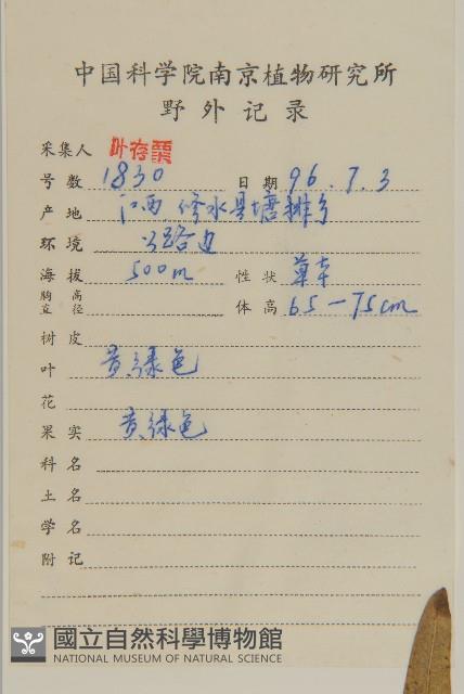 大花金雞菊藏品圖，第2張