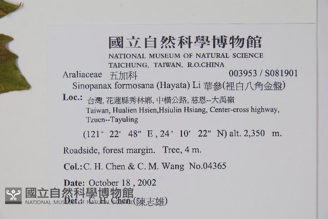 華參、裡白八角金盤藏品圖，第2張