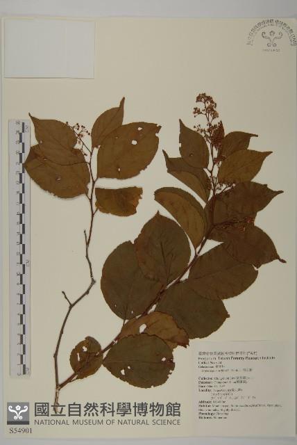 雷公藤藏品圖，第1張