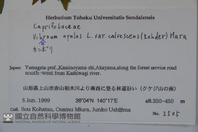 雞樹條莢迷藏品圖，第2張