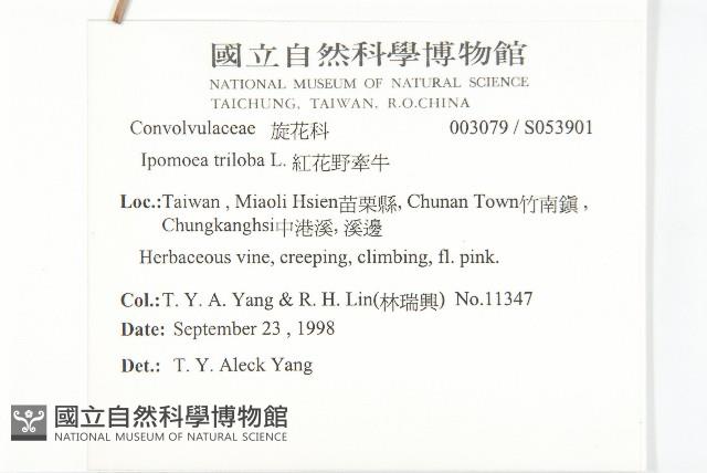 紅花野牽牛藏品圖，第2張