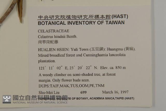 南華南蛇藤，青江藤藏品圖，第2張