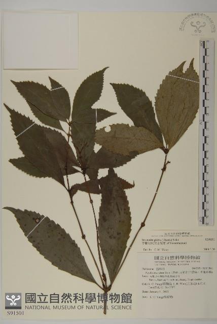 草珊瑚、紅果金粟蘭藏品圖，第1張