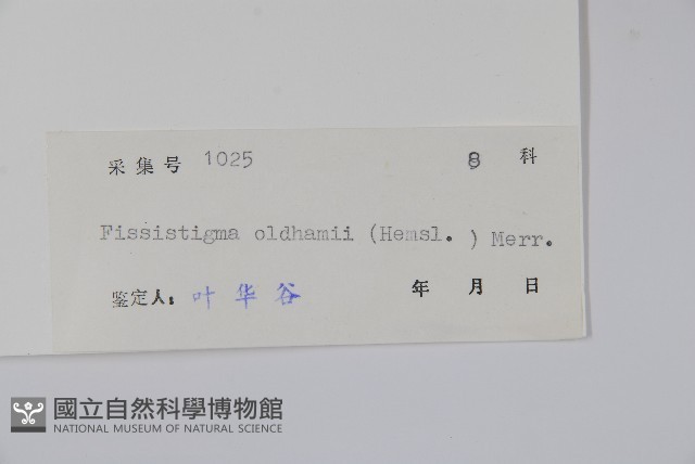 瓜馥木藏品圖，第2張