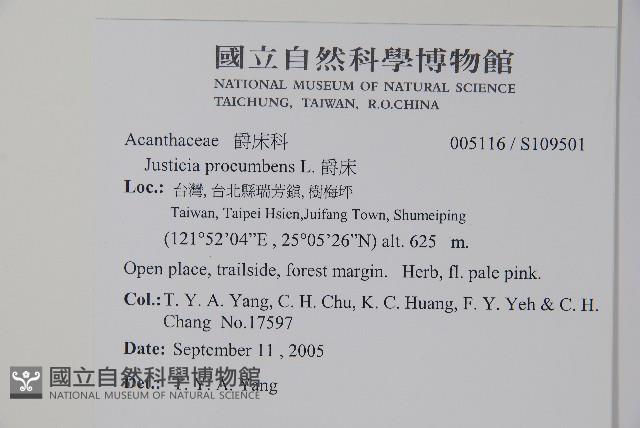 爵床藏品圖，第2張