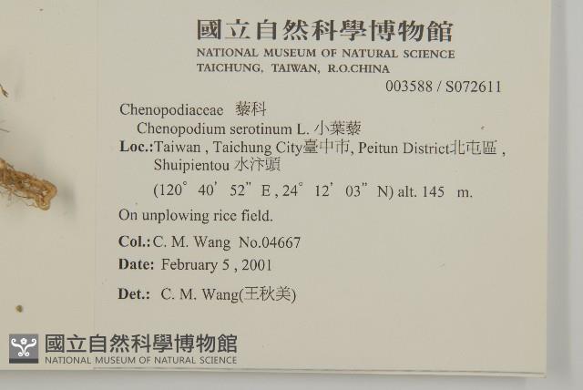 小葉藜藏品圖，第2張