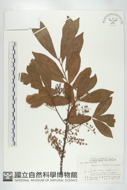 杜英、山杜英、蘭嶼杜英藏品圖，第1張