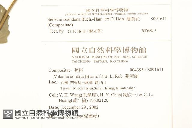 蔓黃菀藏品圖，第2張