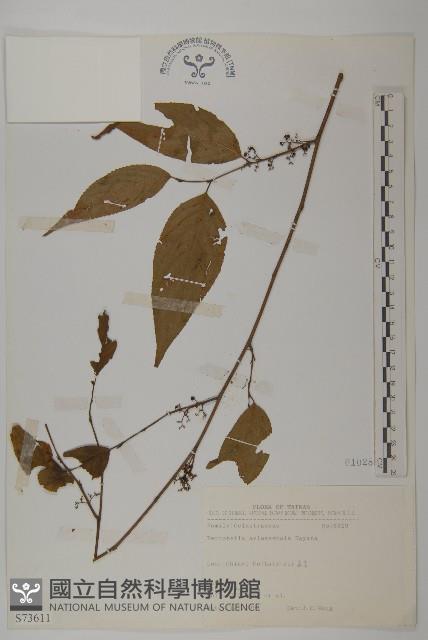 佩羅特木藏品圖，第1張