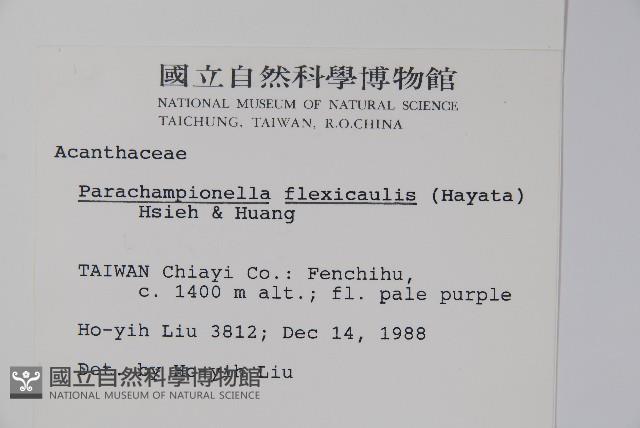 曲莖馬藍藏品圖，第2張