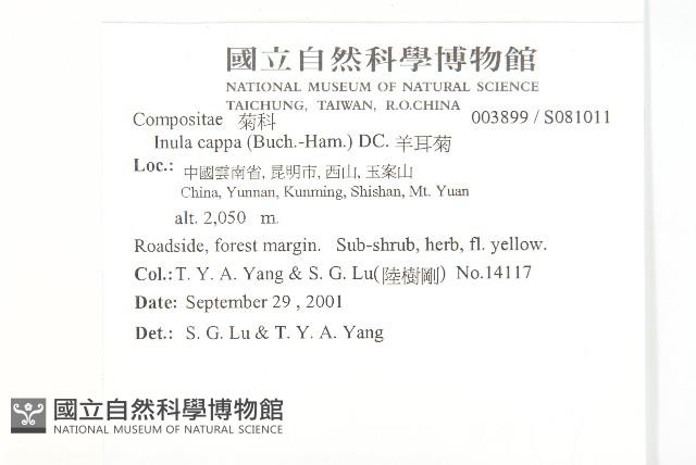 羊耳菊藏品圖，第2張