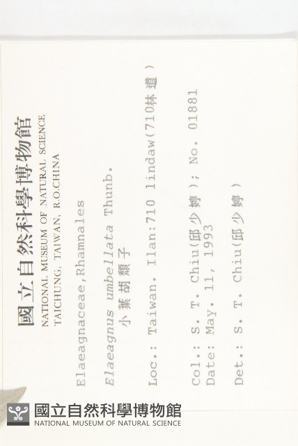 小葉胡頹子藏品圖，第2張