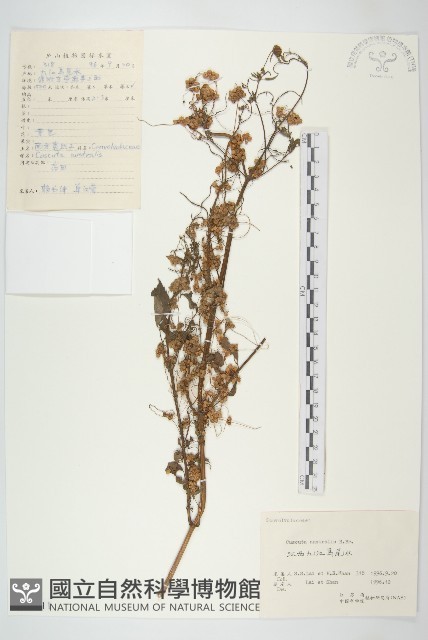 菟絲子藏品圖，第1張