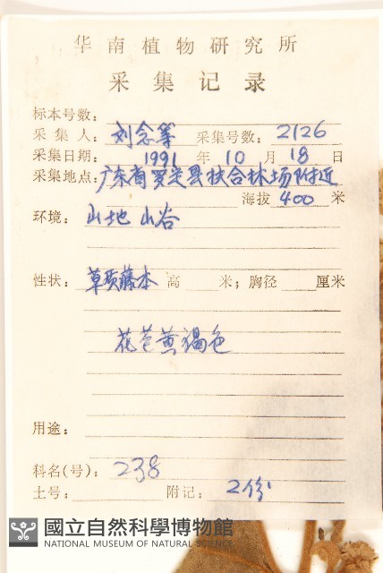 茄葉斑鳩菊藏品圖，第2張