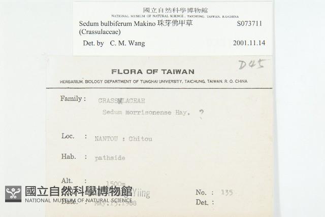 珠芽佛甲草藏品圖，第2張