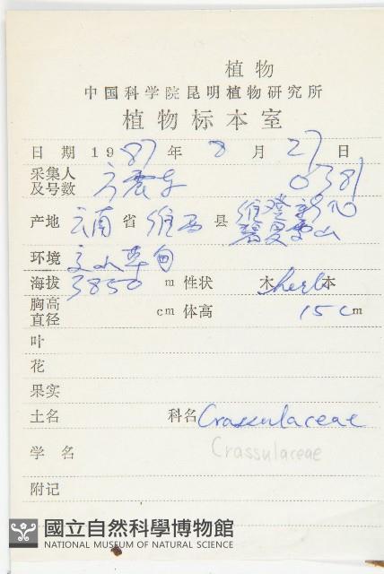 紫綠紅景天藏品圖，第2張