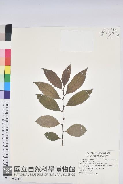 茅毛珍珠菜藏品圖，第1張