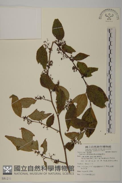 佩羅特木藏品圖，第1張