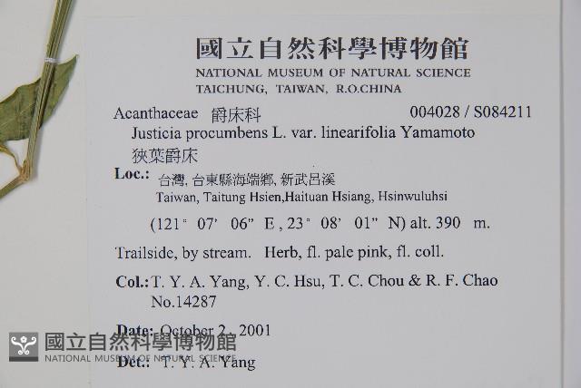 狹葉爵床藏品圖，第2張