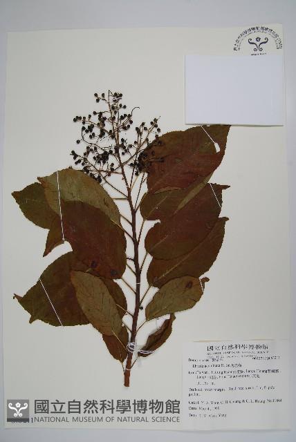 厚殼樹藏品圖，第1張