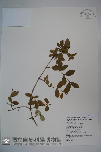 追分忍冬藏品圖，第1張