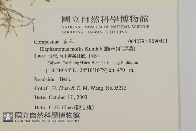 地膽草、毛蓮菜藏品圖，第2張